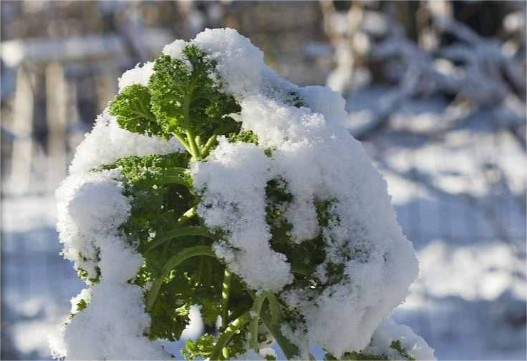尚干閩菜課堂十四期｜大雪時(shí)節冬漸濃，何不來(lái)道雪里紅？