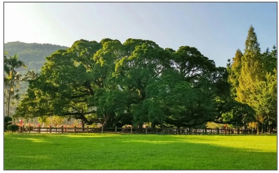 閩都文化一期丨誰(shuí)說(shuō)獨木不成林？